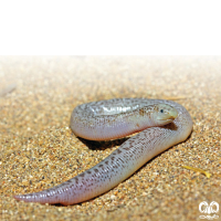 خانواده کرم‌سوسمارهای پوزه کوتاه Trogonophiidae